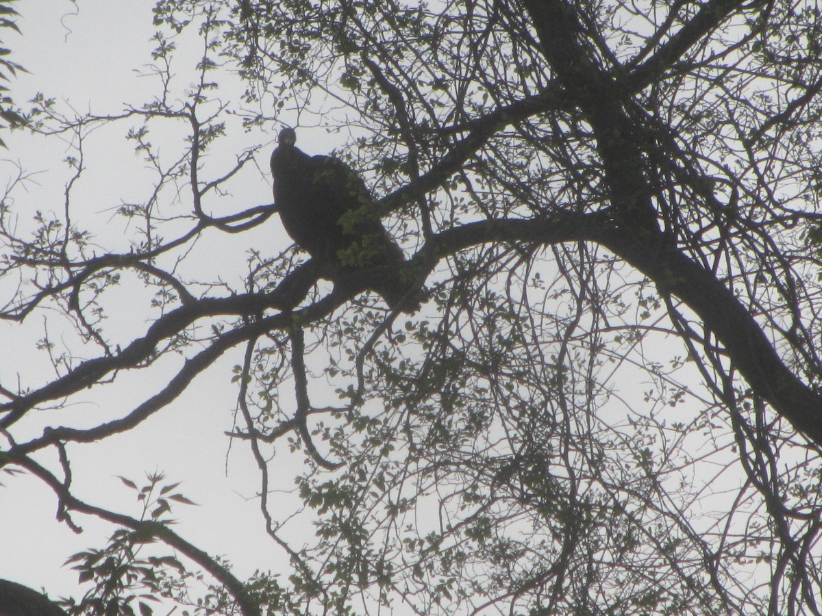 Turkey Vulture - meg test