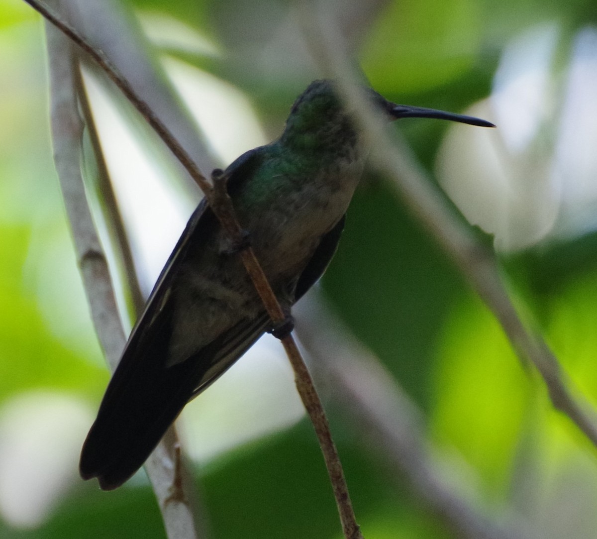 Cuban Emerald - h rudy sawyer