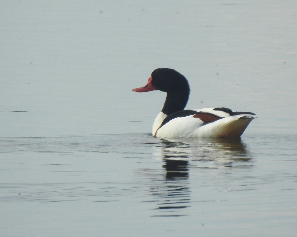 Common Shelduck - Tomáš  Oplocký