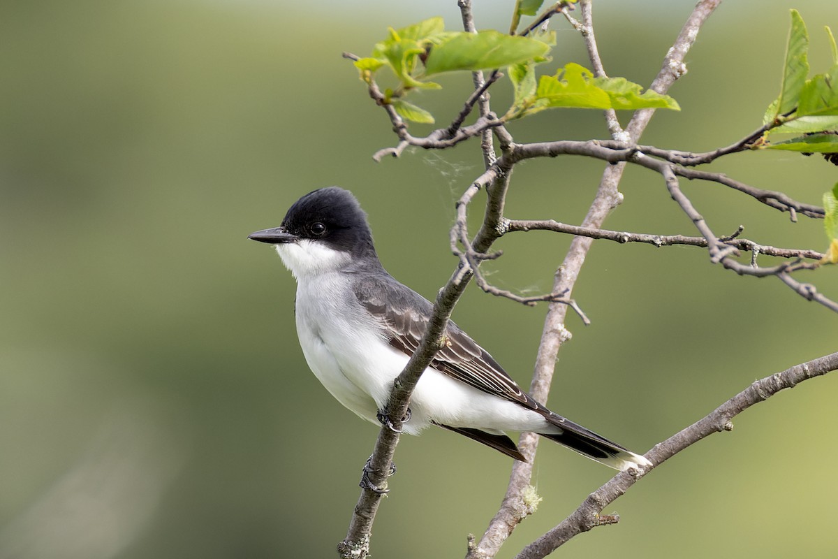 Eastern Kingbird - ML619537584