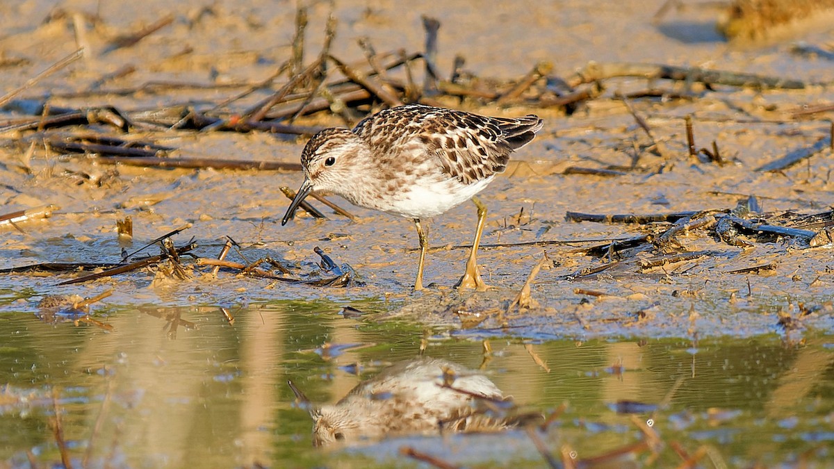 Least Sandpiper - ML619537588