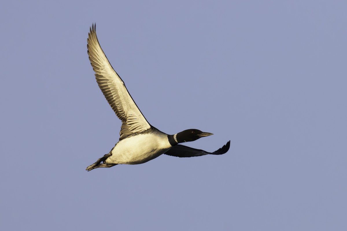 Common Loon - ML619537589