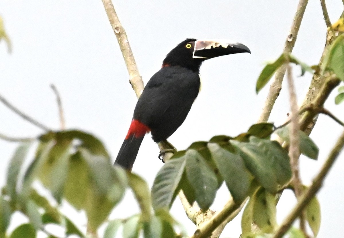 Collared Aracari - Nancy Blaze