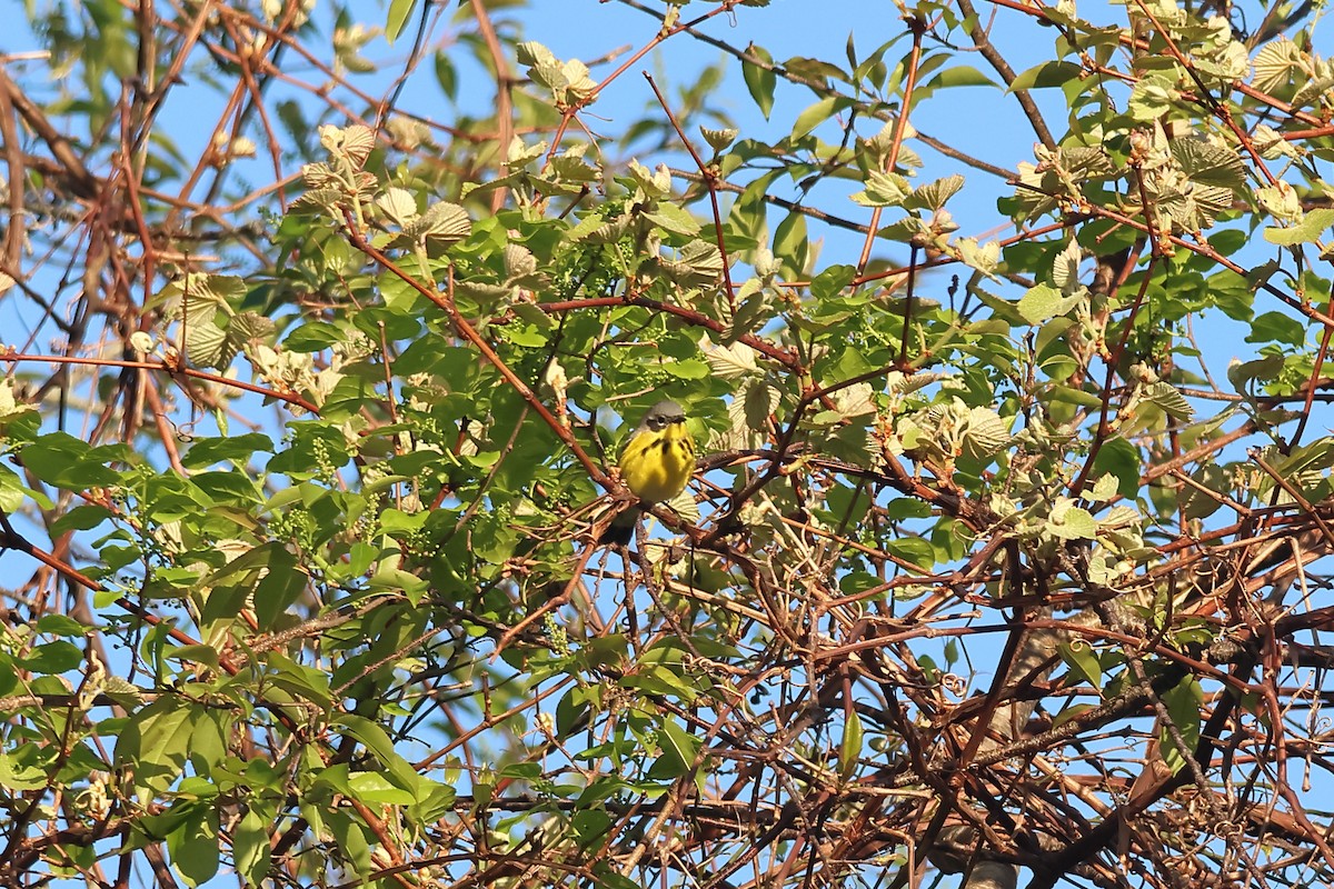 Magnolia Warbler - Peter Johnson-Staub