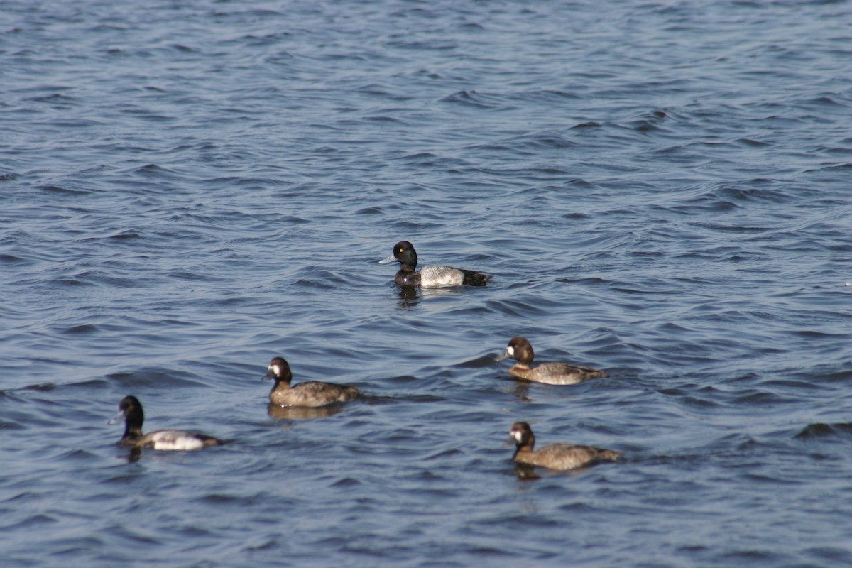 Lesser Scaup - Sylvie Vanier🦩