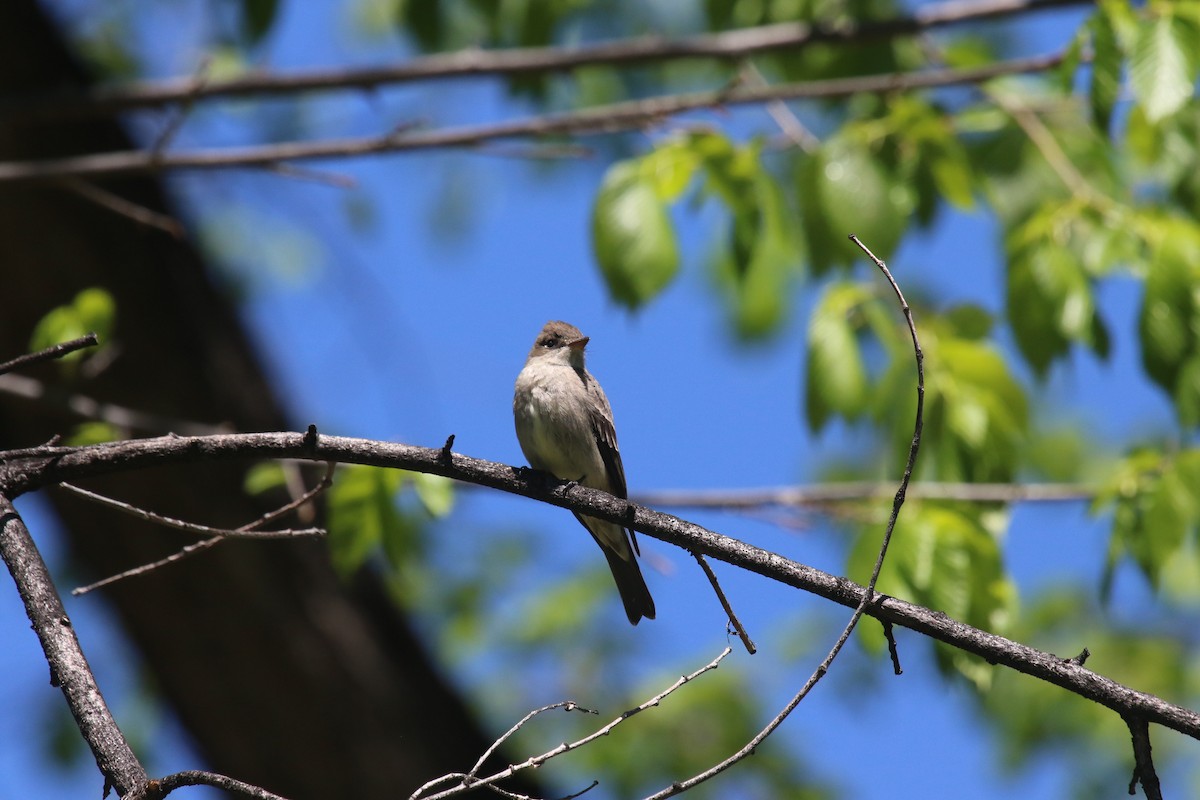 Western Wood-Pewee - David Leatherman