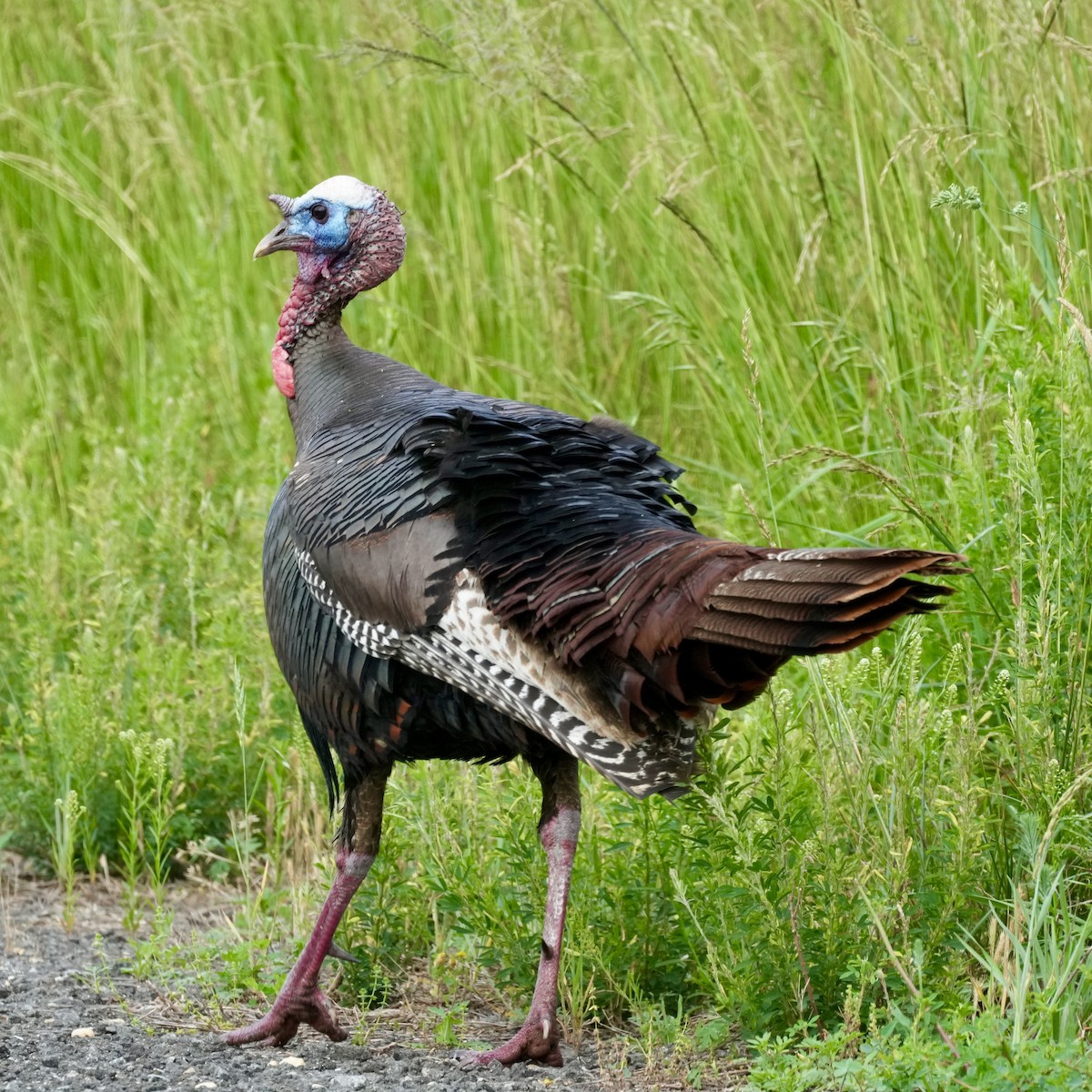 Wild Turkey - Charlene Fan