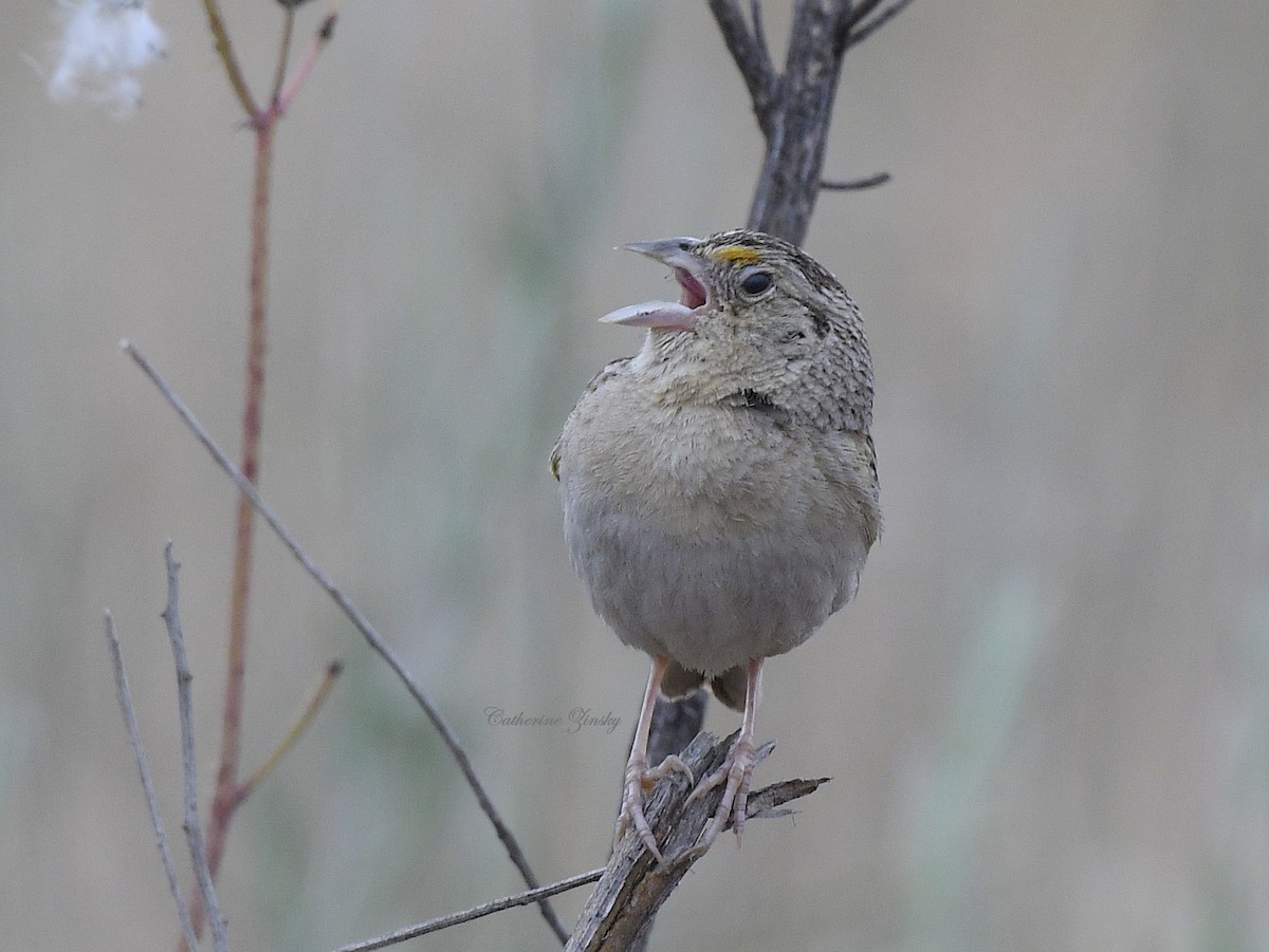 Grasshopper Sparrow - ML619537611