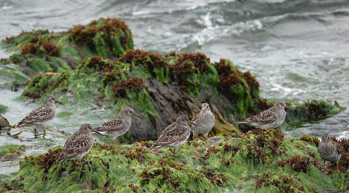 Purple Sandpiper - Laurent Jackman