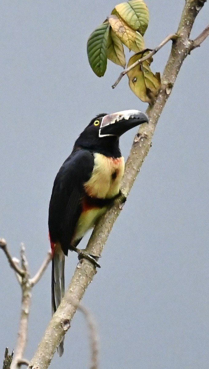 Collared Aracari - Nancy Blaze