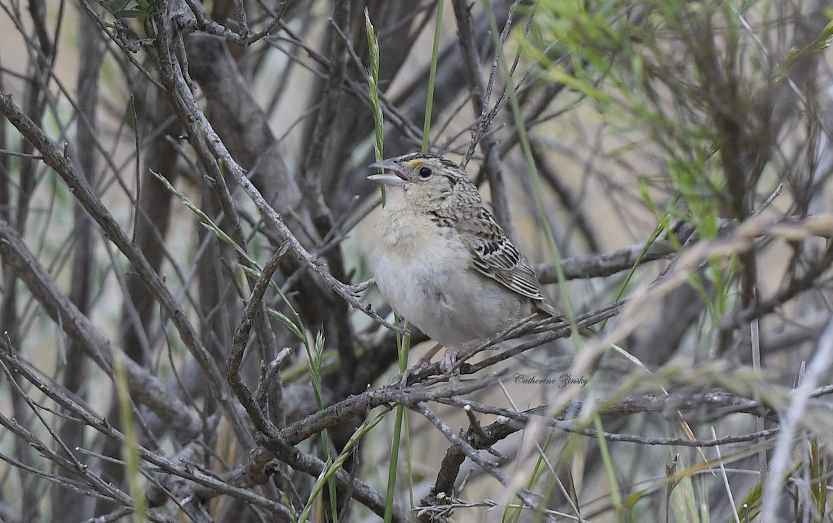 Grasshopper Sparrow - ML619537626