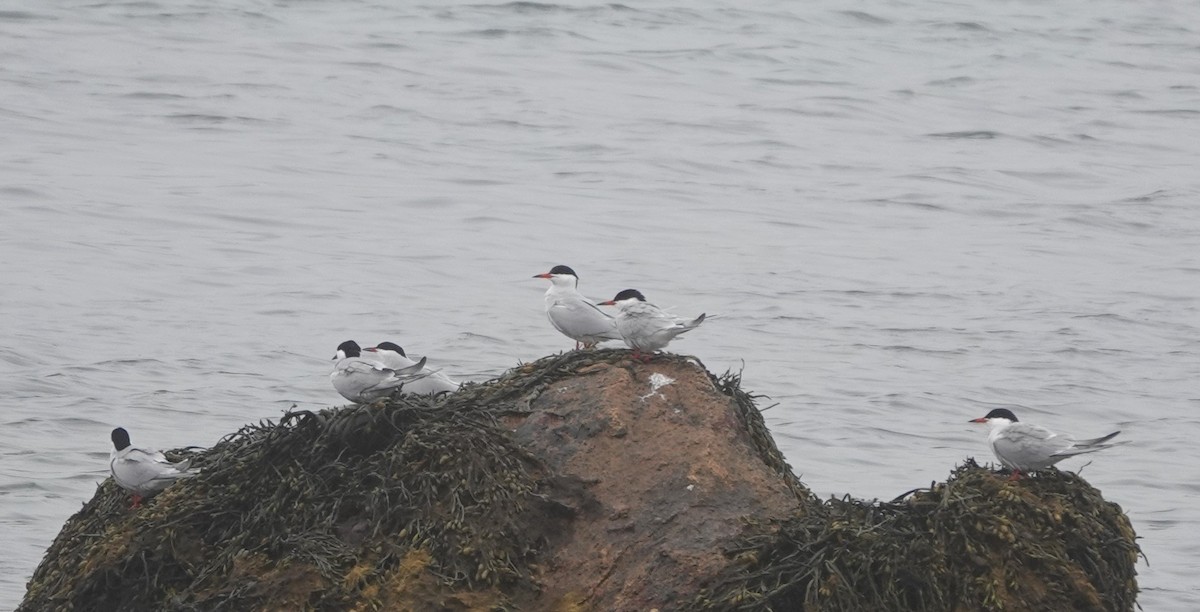 Common Tern - Laurent Jackman