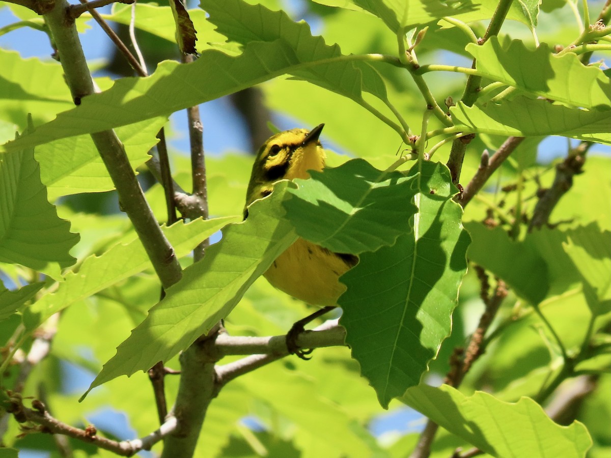 Prairie Warbler - Susan Cole