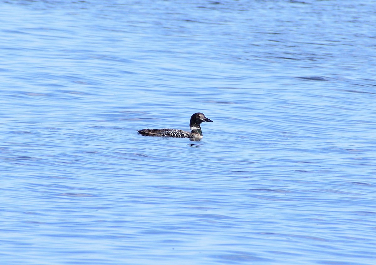 Common Loon - ML619537639