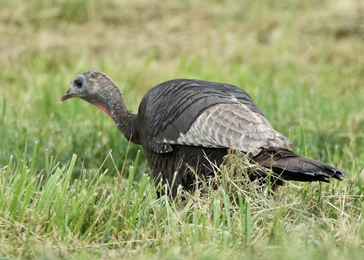 Wild Turkey - Charlene Fan