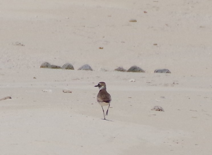 Wilson's Plover - h rudy sawyer