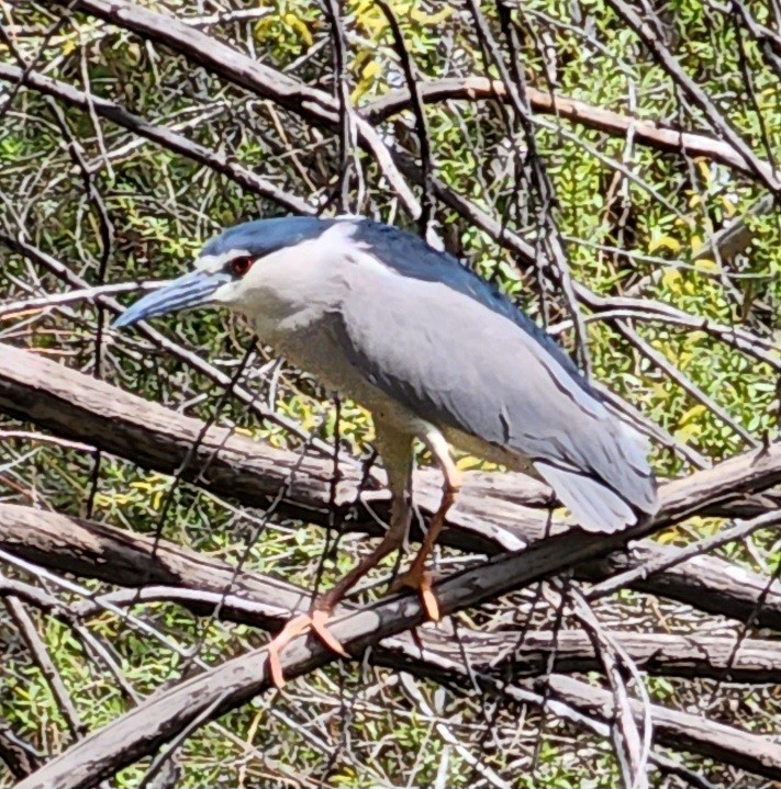 Black-crowned Night Heron - Nancy Cox