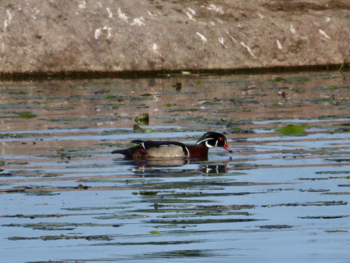 Wood Duck - Christine Cote