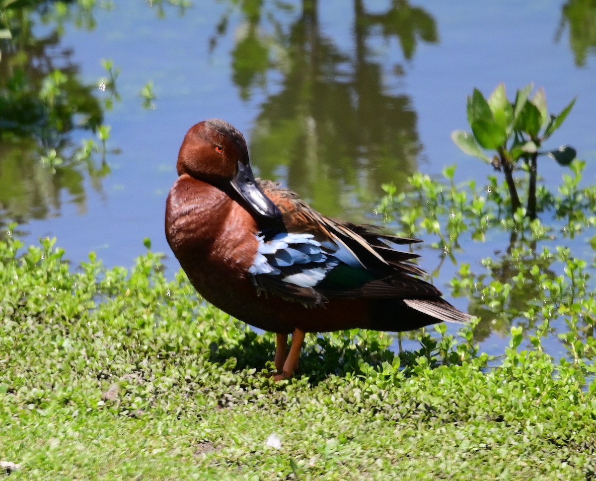 Cinnamon Teal - Scott Jack