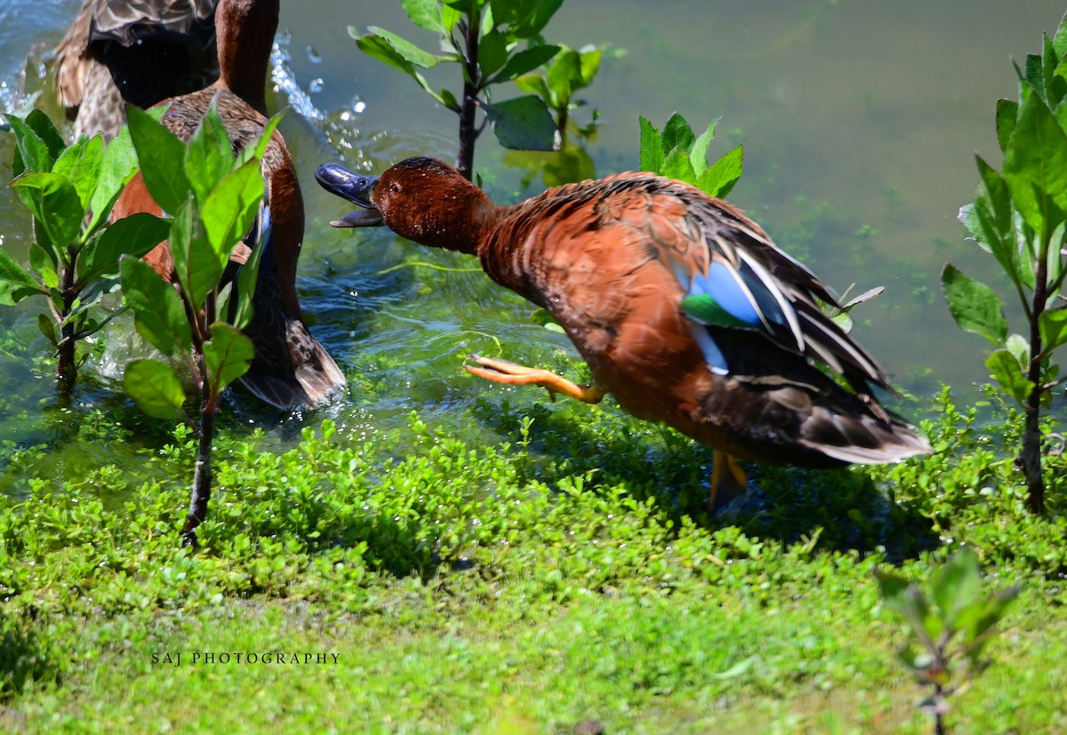 Cinnamon Teal - Scott Jack