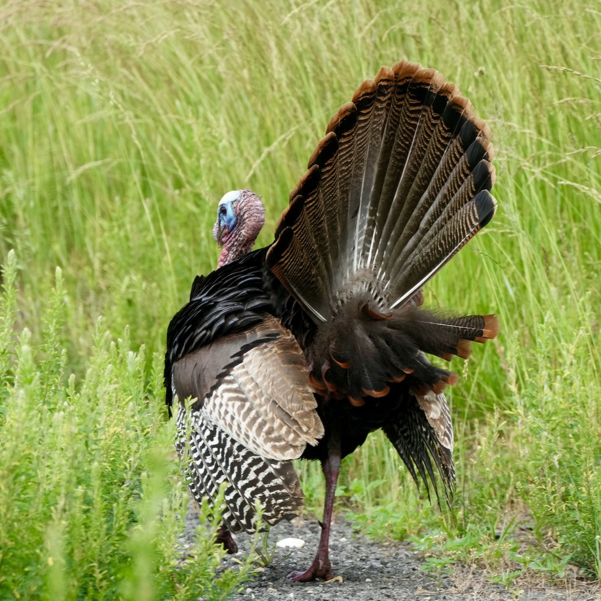 Wild Turkey - Charlene Fan