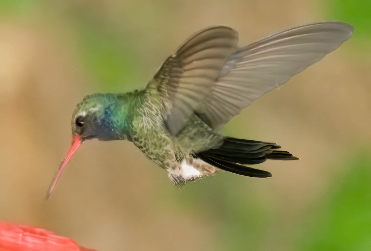 Broad-billed Hummingbird - Howard Cox