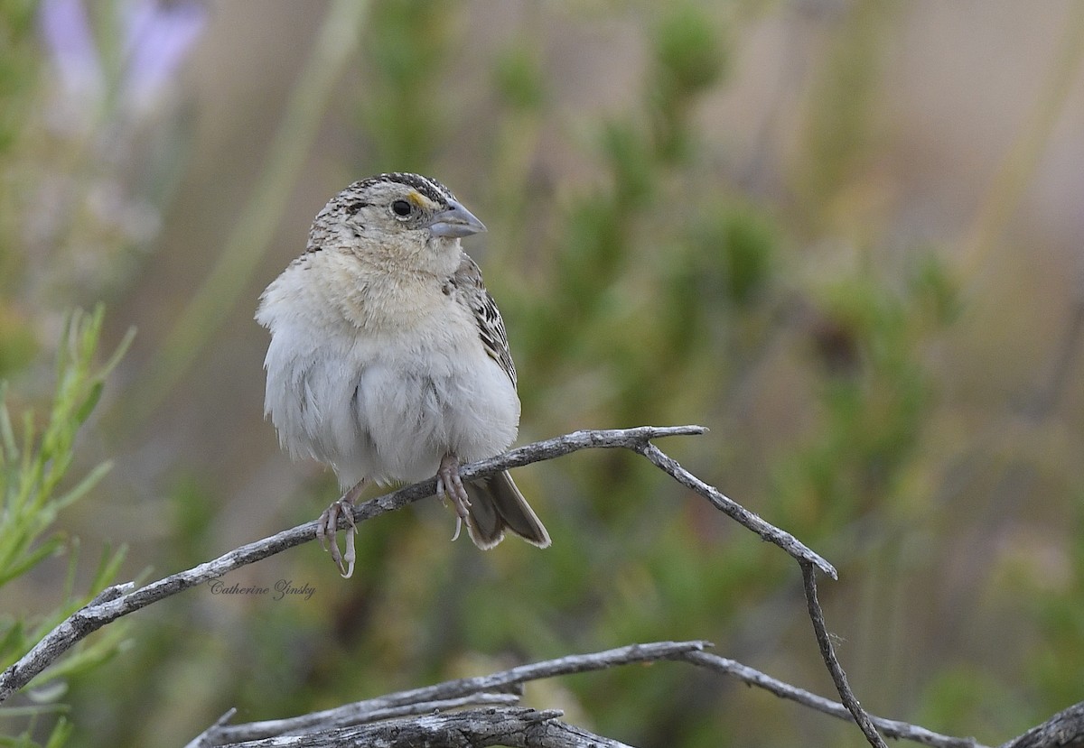 Grasshopper Sparrow - Catherine Zinsky