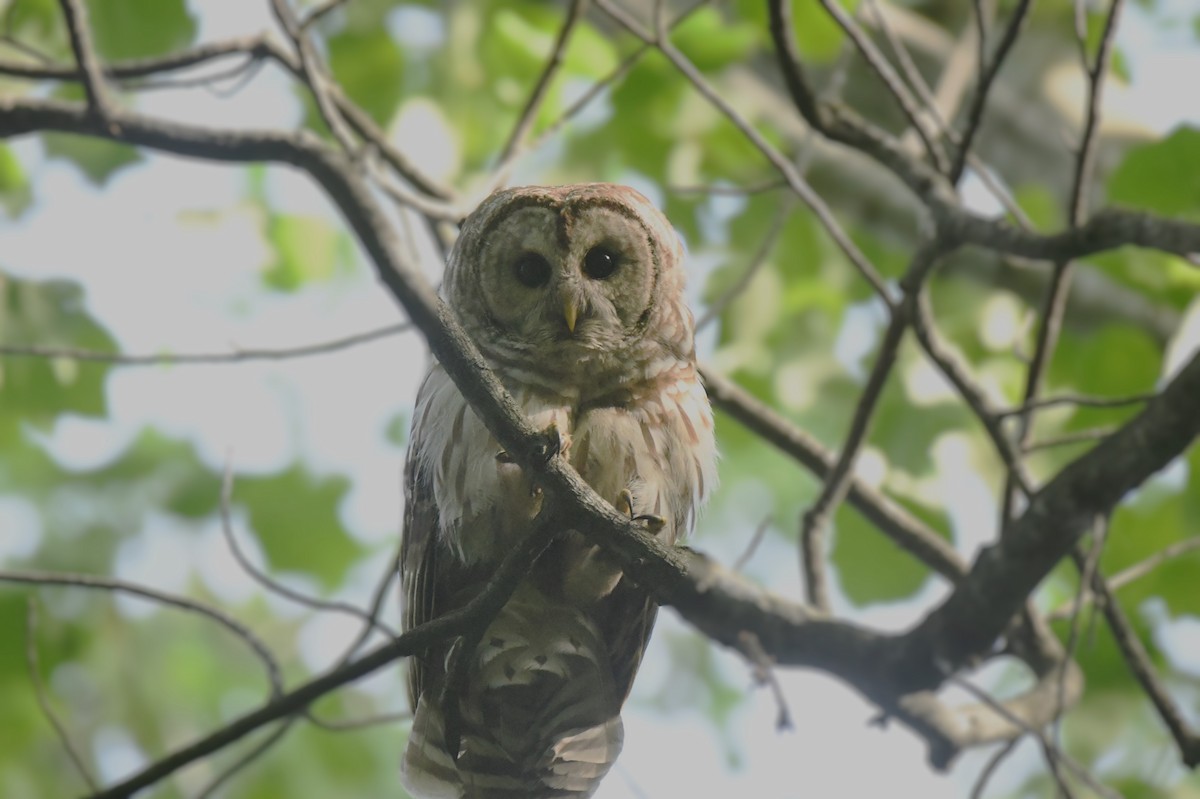 Barred Owl - Steve Drake