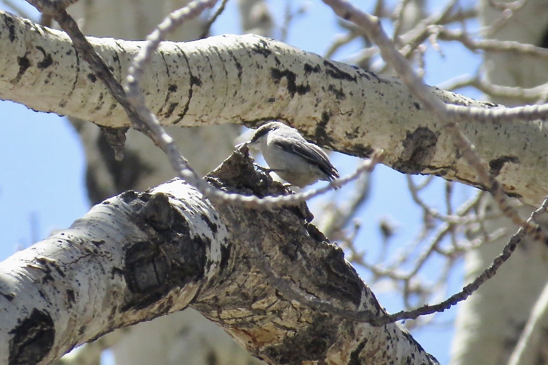 Pygmy Nuthatch - Steve Mesick