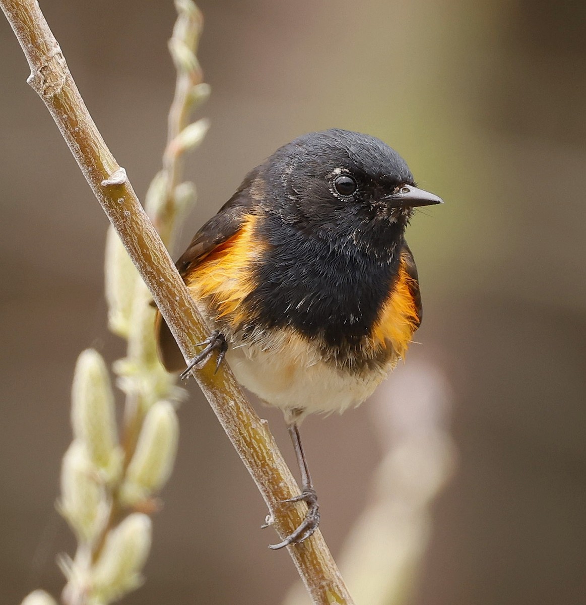 American Redstart - Charles Fitzpatrick