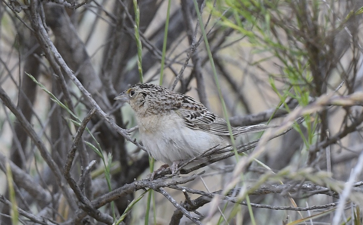 Grasshopper Sparrow - ML619537686