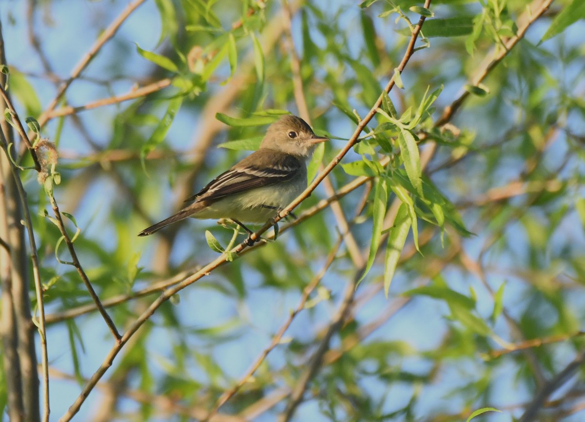 Willow Flycatcher - Steve Drake