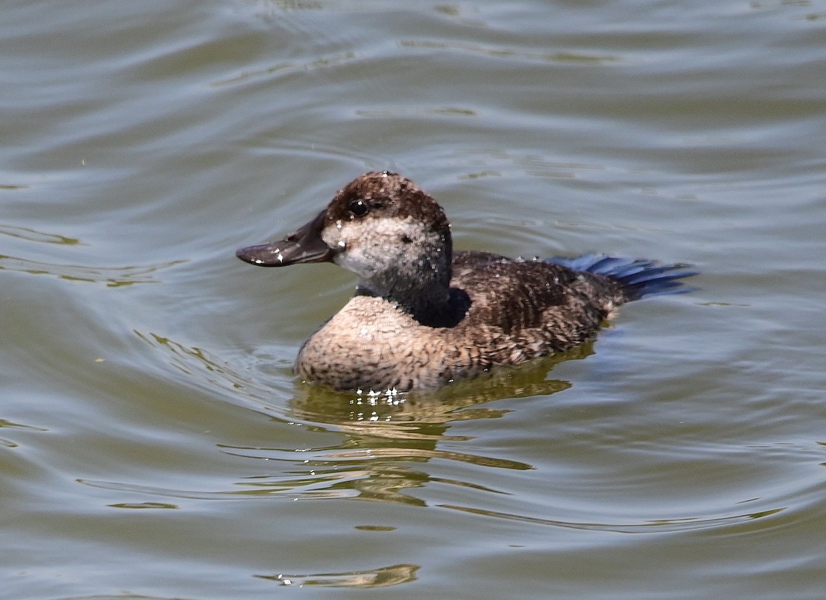 Ruddy Duck - Scott Jack