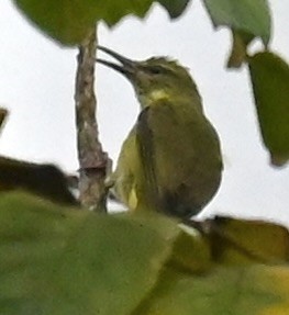 Red-legged Honeycreeper - Nancy Blaze