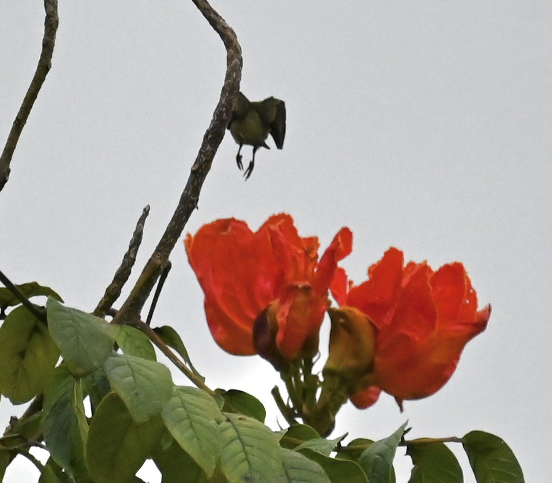 Red-legged Honeycreeper - Nancy Blaze