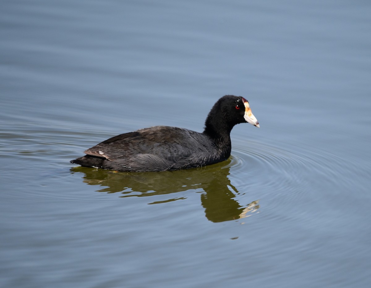 American Coot - Scott Jack