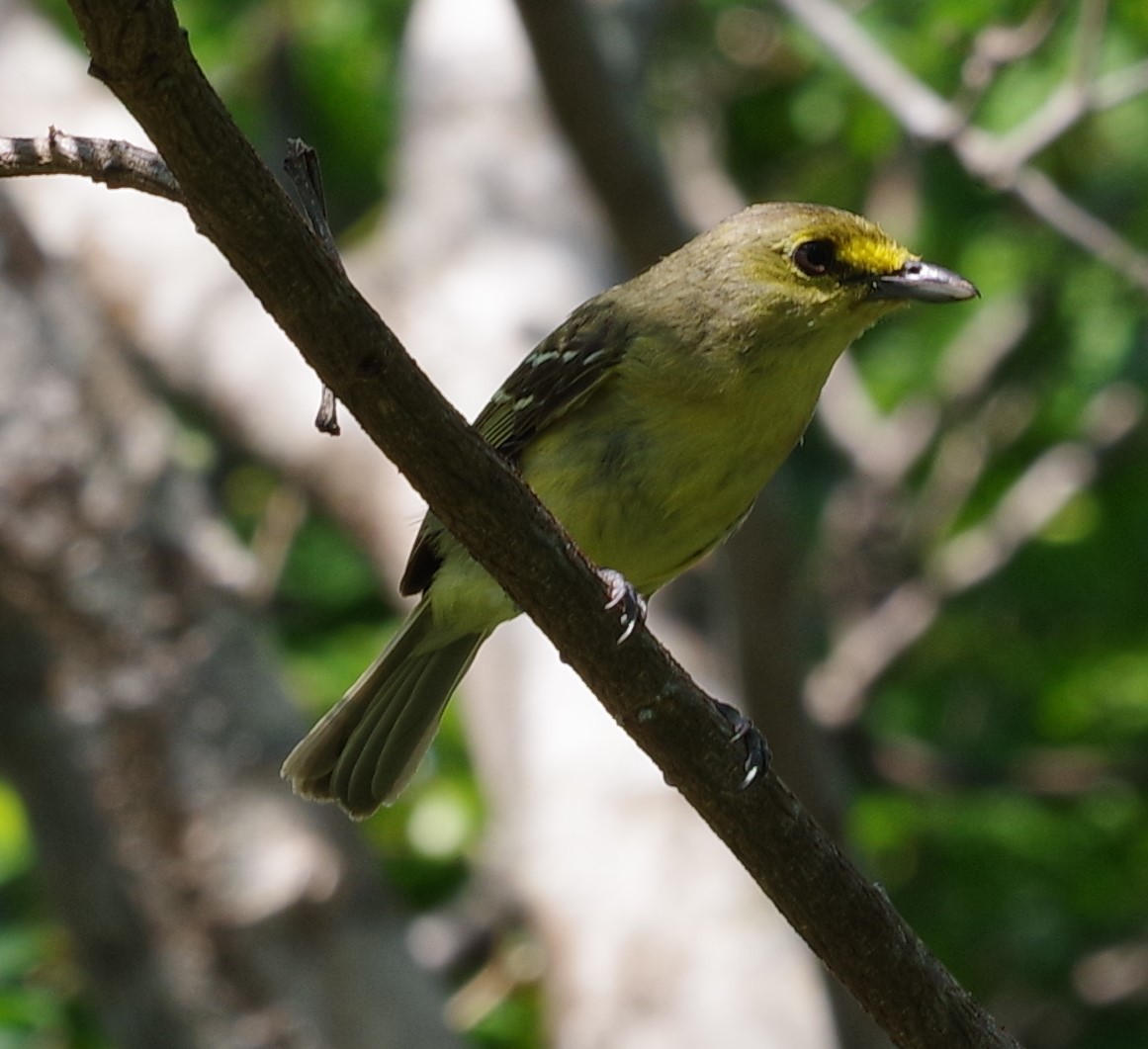 Thick-billed Vireo - h rudy sawyer