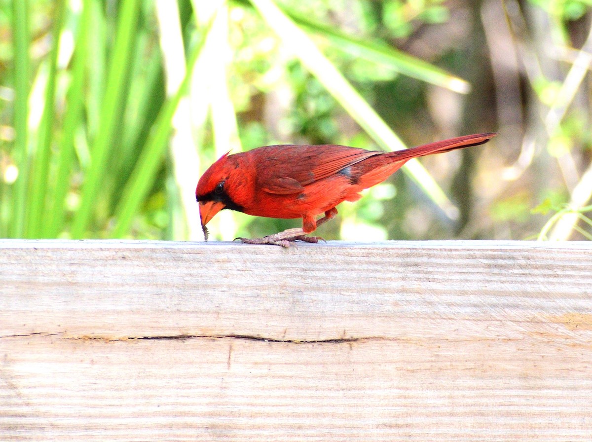 Cardinal rouge - ML619537709