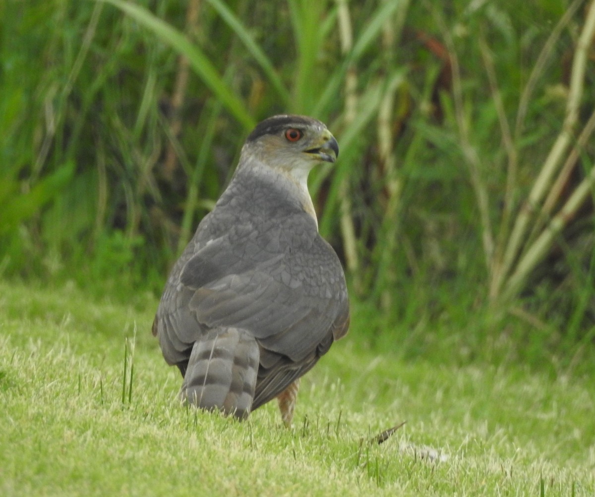 Cooper's Hawk - Pamela Goolsby