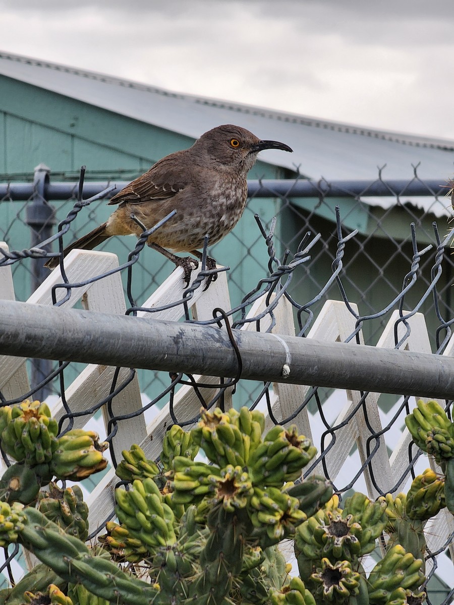 Curve-billed Thrasher - Nancy Cox