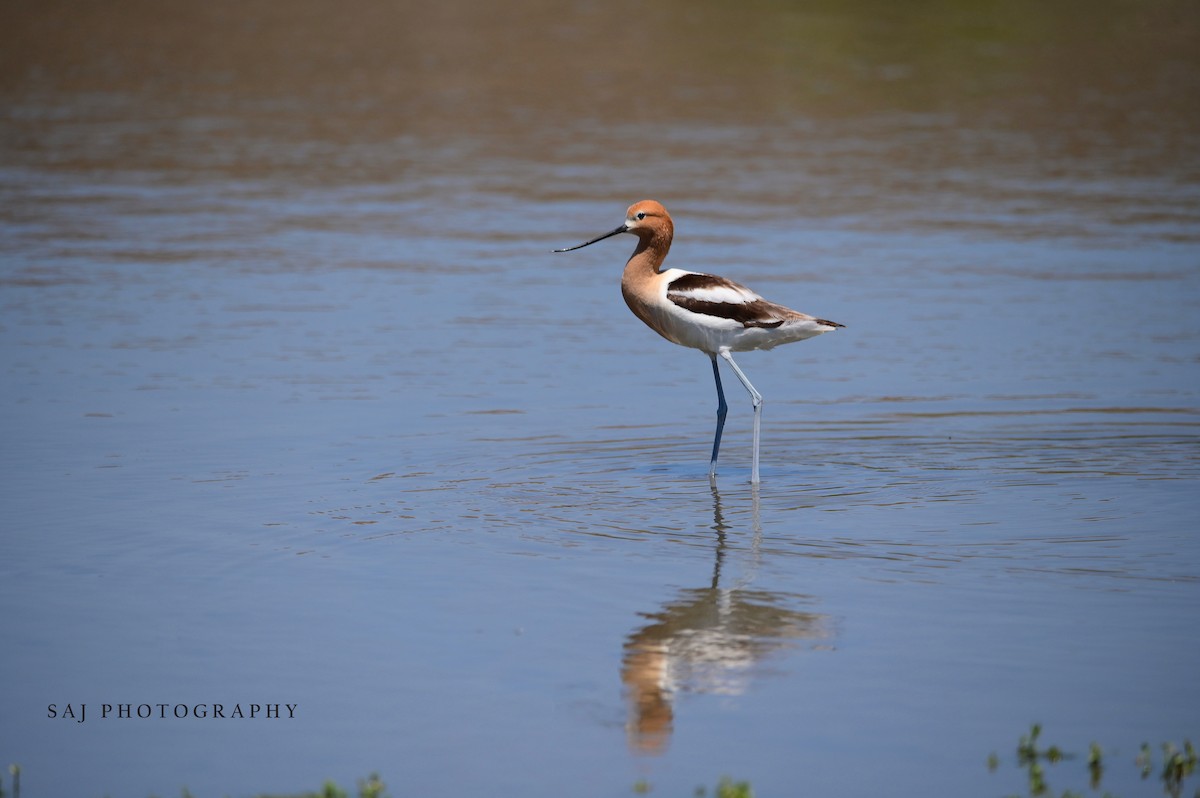 American Avocet - Scott Jack