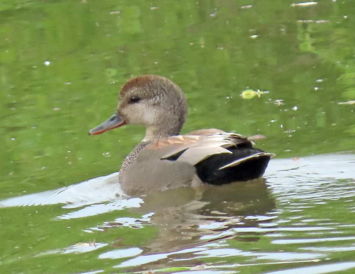 Gadwall - ML619537727