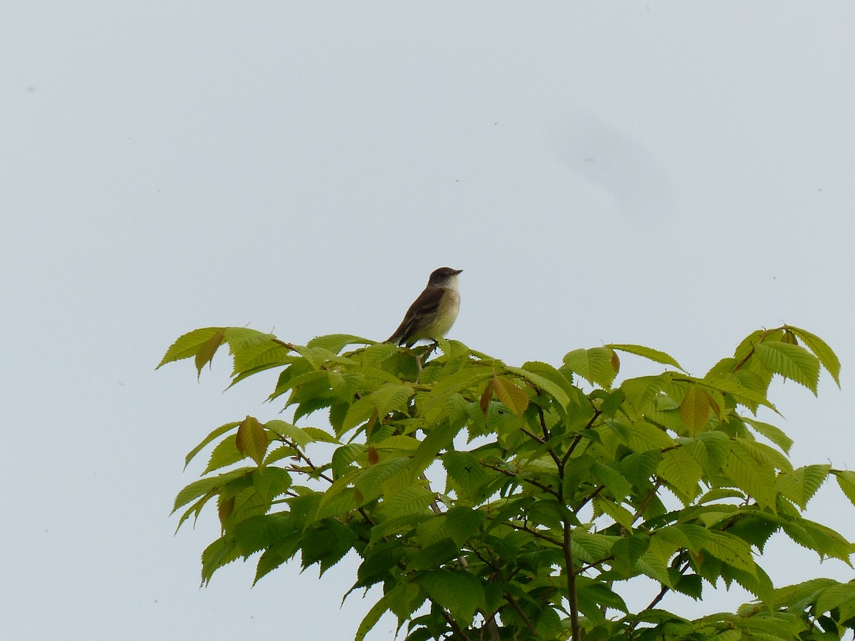 Willow Flycatcher - ML619537730