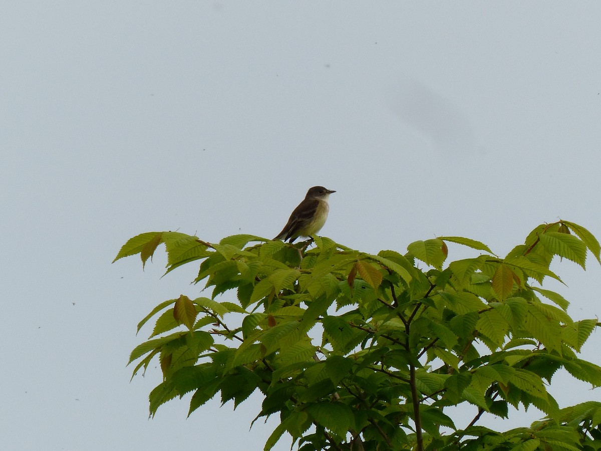 Willow Flycatcher - ML619537732