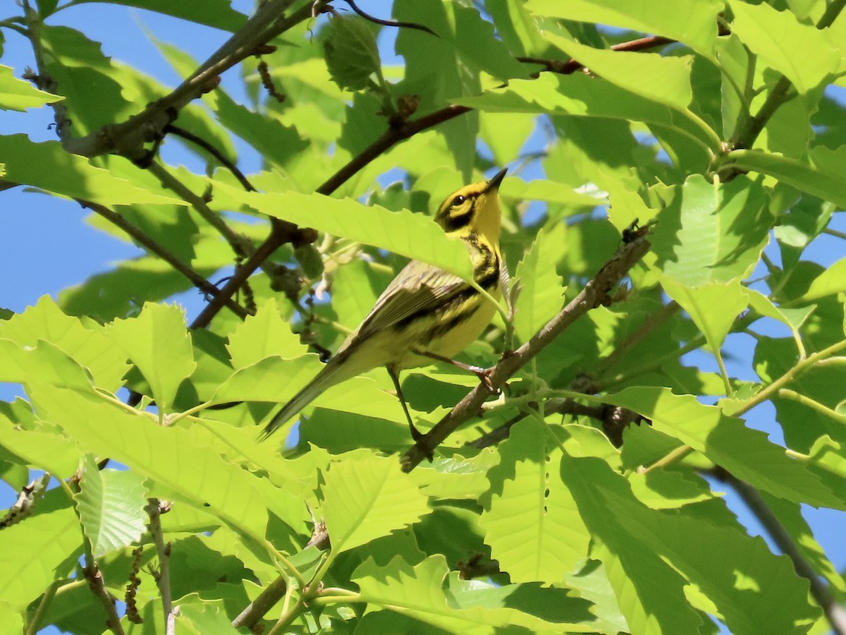 Prairie Warbler - Susan Cole