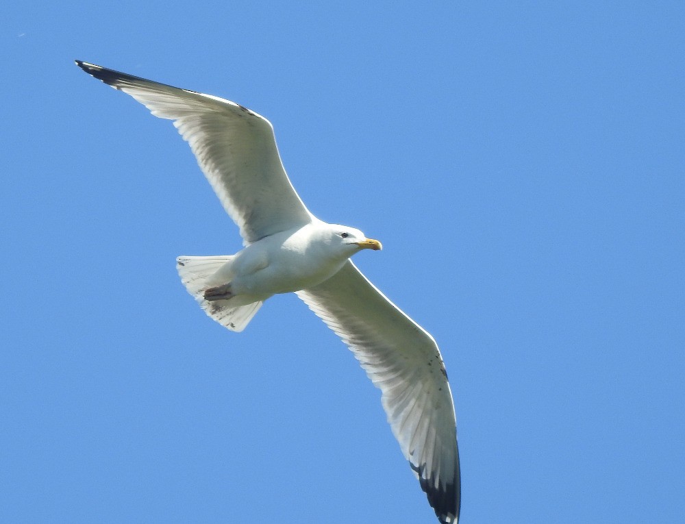 Caspian Gull - Tomáš  Oplocký