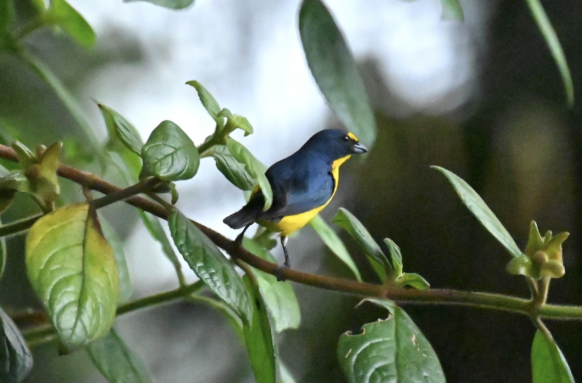 Yellow-throated Euphonia - ML619537747