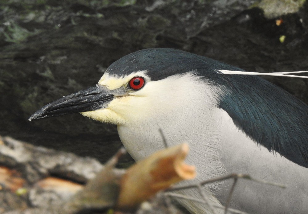 Black-crowned Night Heron - Tomáš  Oplocký