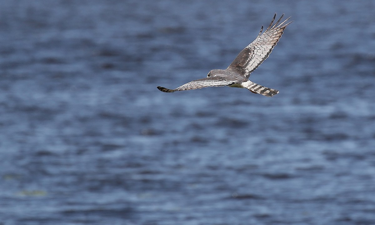 Long-winged Harrier - Adrián Braidotti