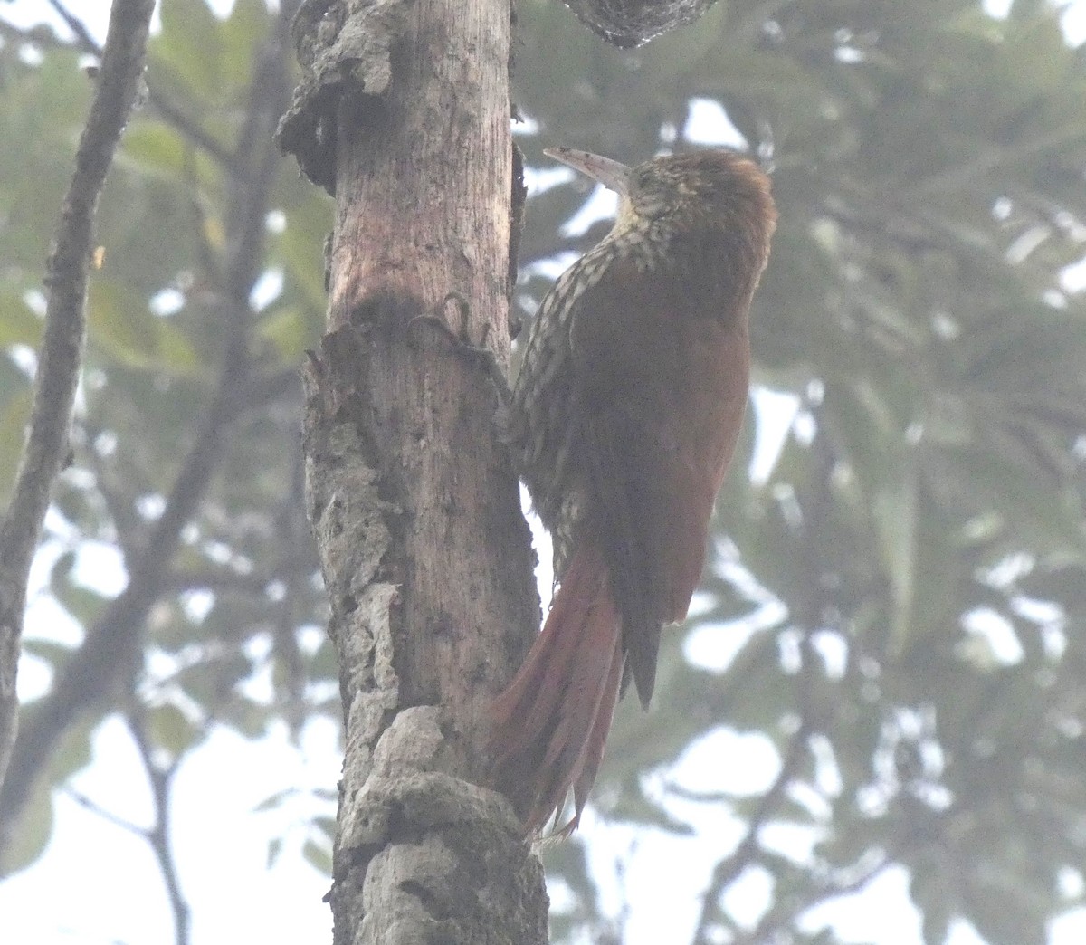 Scaled Woodcreeper - Jens Lallensack